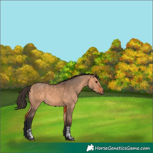 Horse Color:Bay Dun and Bay Dun