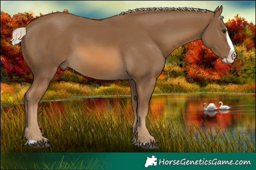 Horse Color:Chocolate Palomino Splash 