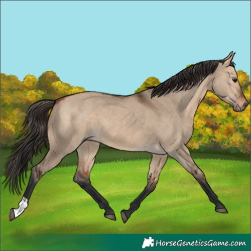 Horse Color:Bay Dun  and Bay Dun 