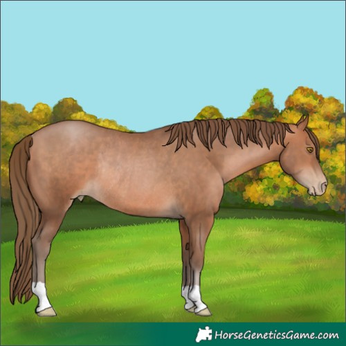 Horse Color:Brown Pearl Rabicano 