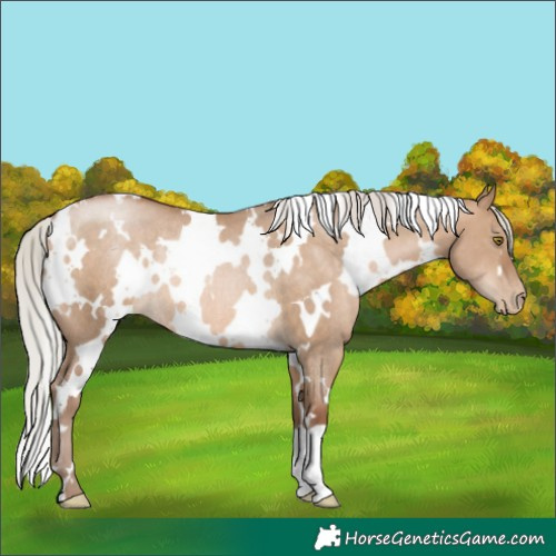 Horse Color:White Spotted Silver Brown Pearl Dun Rabicano