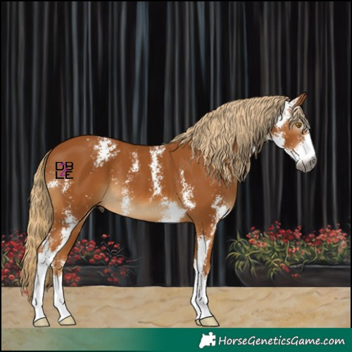 Horse Color:Gray Chestnut Sabino