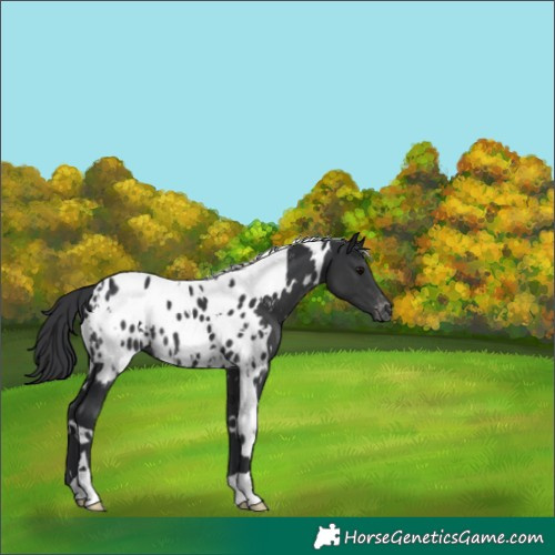 Horse Color:White Spotted Black Near Leopard