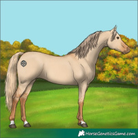 Horse Color:Red Dun 
