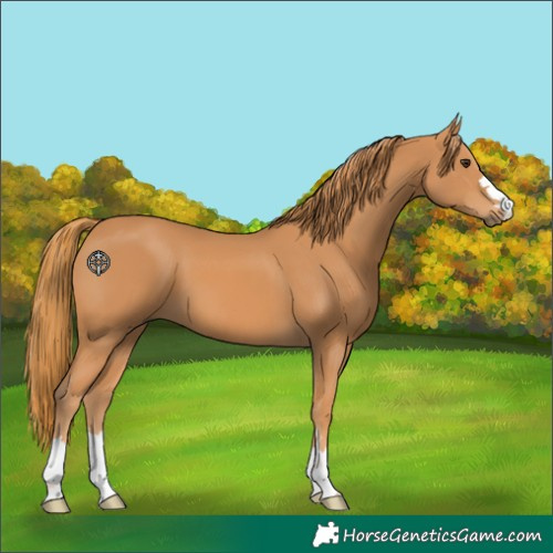Horse Color:Chestnut 