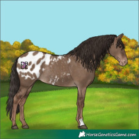 Horse Color:Liver Red Dun Appaloosa Rabicano 