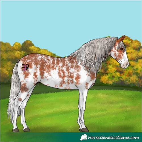 Horse Color:Silver Bay Sabino Splash 