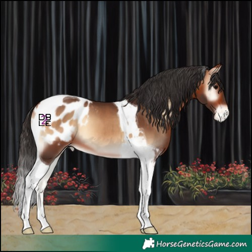 Horse Color:Brown Onyx Tobiano Appaloosa 