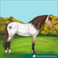Horse Color:Bay Roan Dun Appaloosa