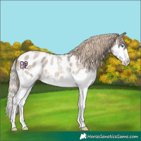 Horse Color:Chocolate Palomino Roan Sabino Splash Appaloosa 