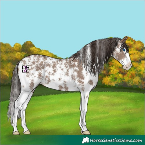 Horse Color:Liver Red Dun Sabino Splash 