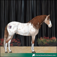 Horse Color:Red Dun Roan Splash Appaloosa 