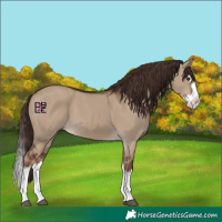 Horse Color:White Spotted Liver Red Dun Splash