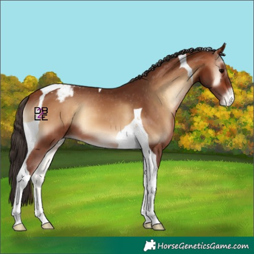 Horse Color:Bay Onyx Tobiano Appaloosa 
