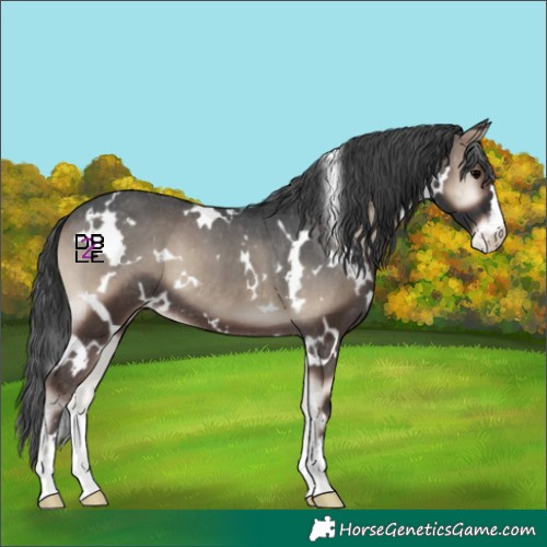 Horse Color:White Spotted Blue Onyx Appaloosa 