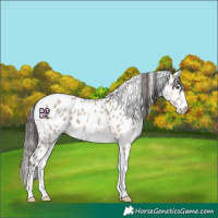 Horse Color:Liver Red Dun Sabino Appaloosa