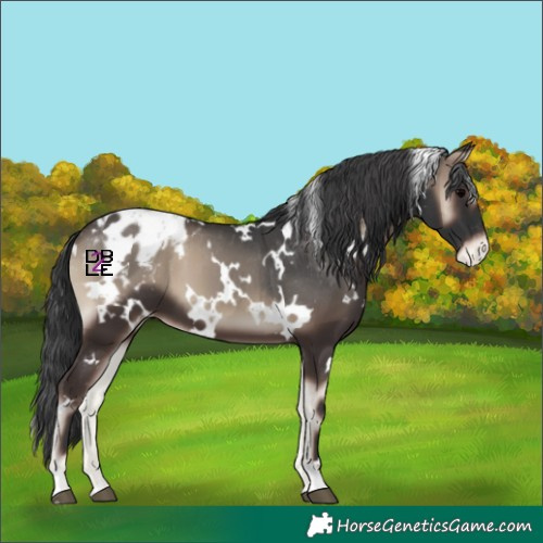 Horse Color:White Spotted Blue Onyx Appaloosa 