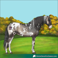 Horse Color:White Spotted Blue Onyx Appaloosa