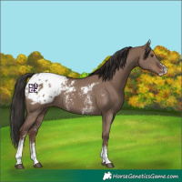 Horse Color:Liver Red Dun Sabino Appaloosa 