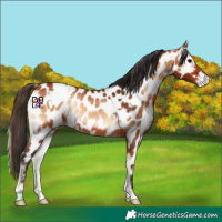 Horse Color:White Spotted Bay Onyx Near Leopard 