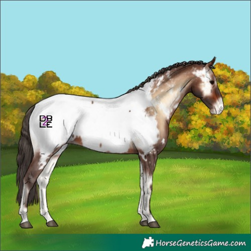 Horse Color:White Spotted Brown Onyx Appaloosa 