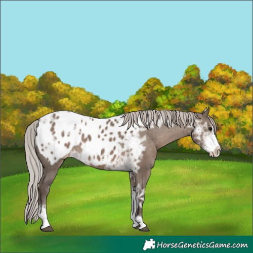 Horse Color:Silver Grullo Ice Sabino Appaloosa 
