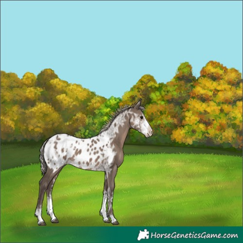 Horse Color:Silver Grullo Ice Sabino Appaloosa