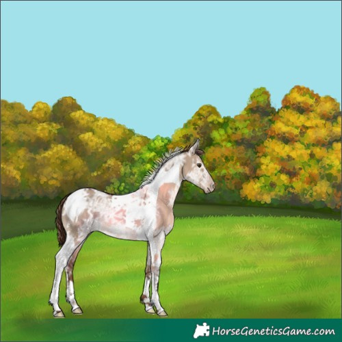 Horse Color:Liver Red Dun Ice Tobiano 