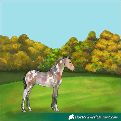 Horse Color:Nacre White Spotted Buckskin Dun Rabicano 