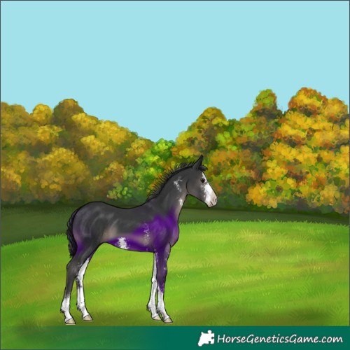 Horse Color:Black Sabino 