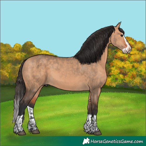 Horse Color:Bay Dun  and Bay Dun Splash 