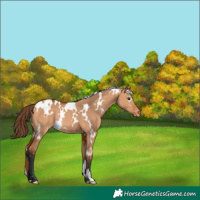 Horse Color:White Spotted Bay Dun Appaloosa Rabicano 