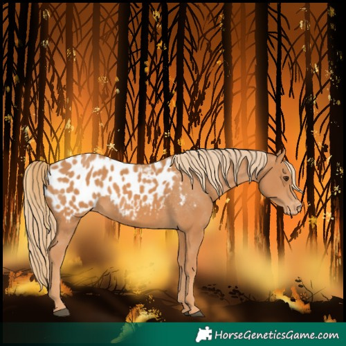 Horse Color:Chestnut Blanket 