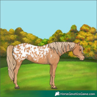 Horse Color:Chestnut Appaloosa 