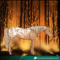 Horse Color:Chestnut Blanket