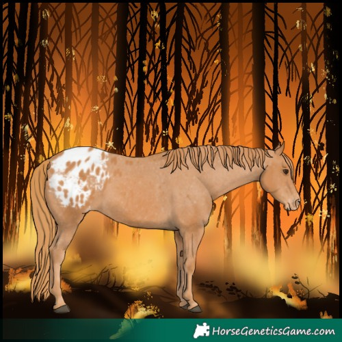 Horse Color:Chestnut Blanket 