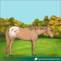 Horse Color:Chestnut Appaloosa 