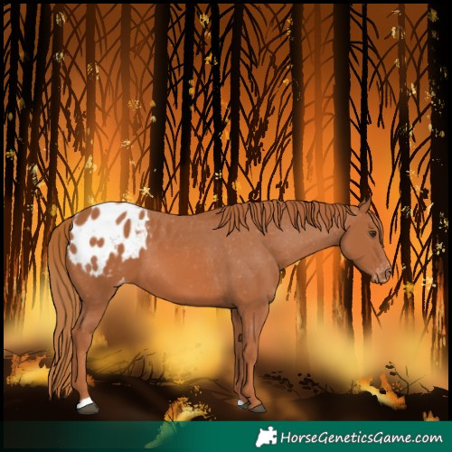 Horse Color:Chestnut Blanket 