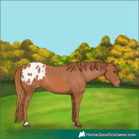 Horse Color:Chestnut Appaloosa 