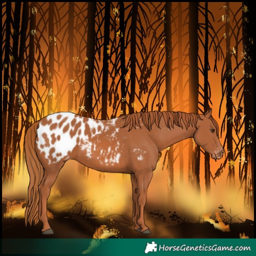 Horse Color:Chestnut Blanket 