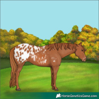 Horse Color:Chestnut Appaloosa 