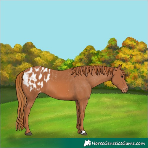 Horse Color:Chestnut Blanket 