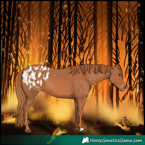 Horse Color:Chestnut Blanket 