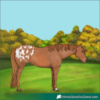Horse Color:Chestnut Appaloosa