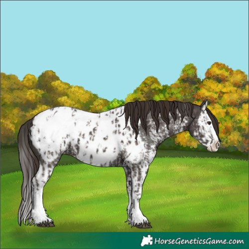Horse Color:Liver Chestnut Sabino Splash Appaloosa and Liver Chestnut Sabino Splash Appaloosa