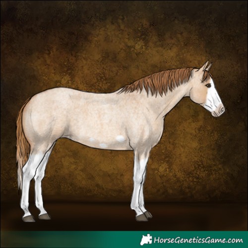Horse Color:Red Dun Roan Splash Frame Rabicano 