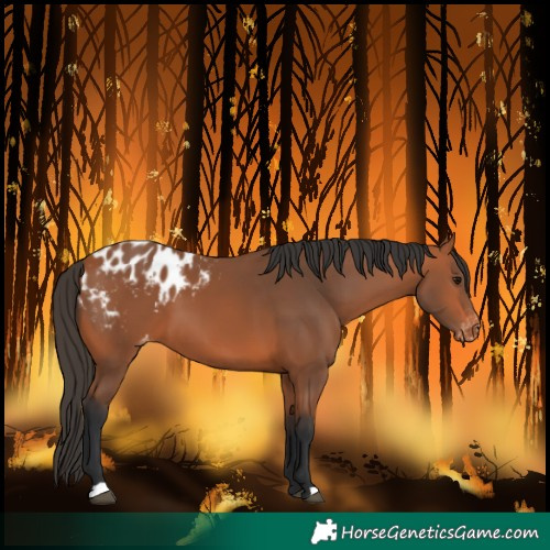 Horse Color:Bay Blanket 