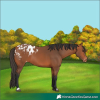 Horse Color:Bay Appaloosa