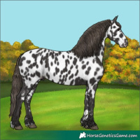 Horse Color:Smoky Black Near Leopard