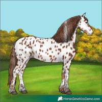 Horse Color:Chestnut Near Leopard